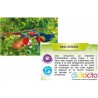 Bioviva planète - Jungles et Forêts