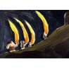 La grotte des animaux qui dansent
